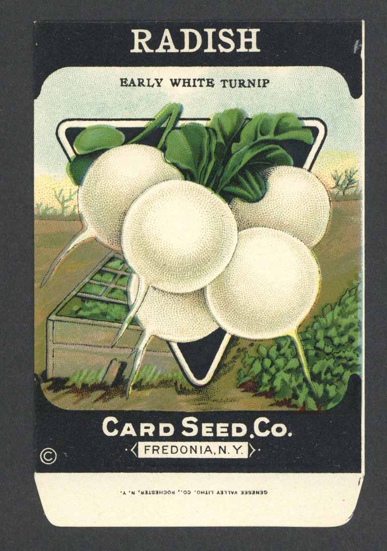 Radish Antique Card Seed Co. Packet, Early White Turnip