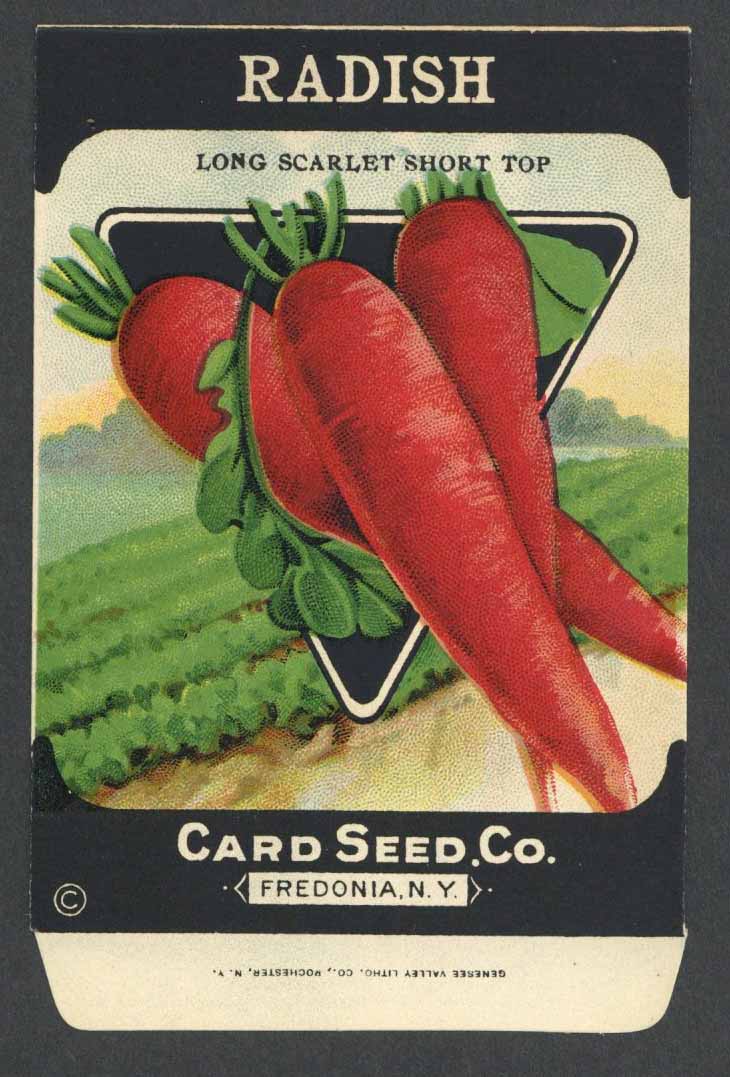 Radish Antique Card Seed Co. Packet, Long Scarlet