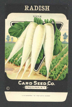 Radish Antique Card Seed Co. Packet, Icicle