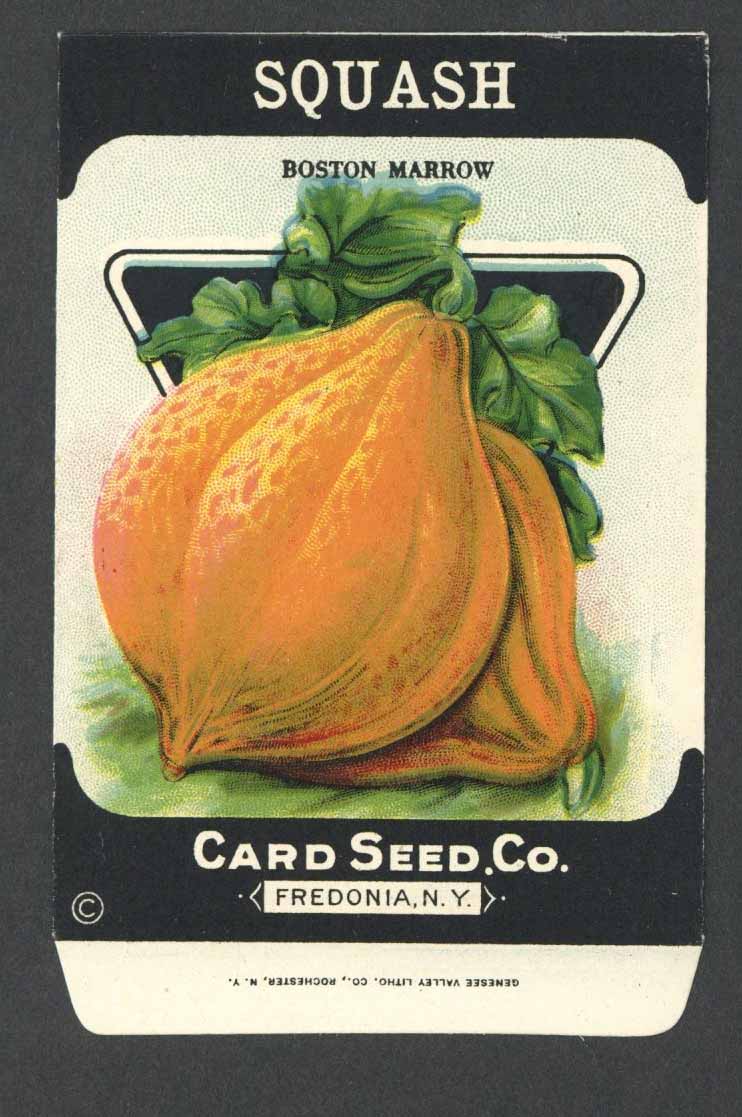 Squash Antique Card Seed Co. Packet, Boston Marrow