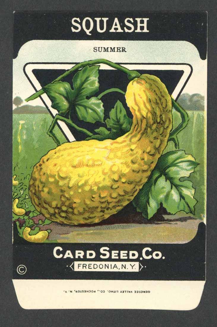 Squash Antique Card Seed Co. Packet, Summer