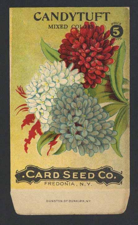 Candytuft Antique Card Seed Co. Packet