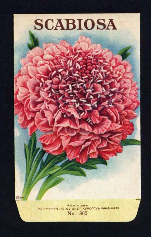 Scabiosa Antique Stock Seed Packet