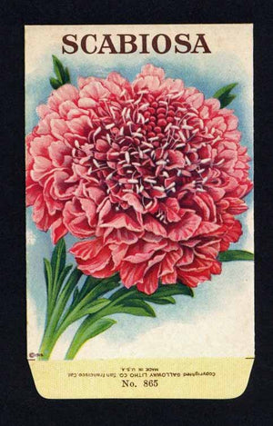 Scabiosa Antique Stock Seed Packet