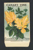 Canary Vine Antique Everitt's Seed Packet