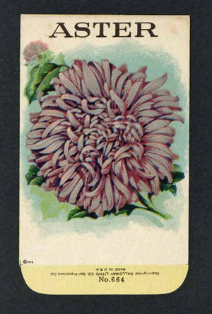 Aster Antique Stock Seed Packet