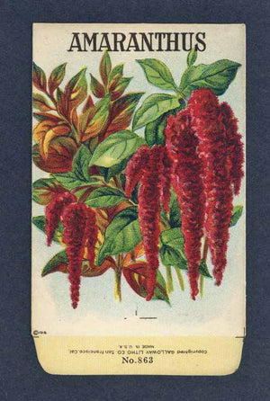 Amaranthus Antique Stock Seed Packet