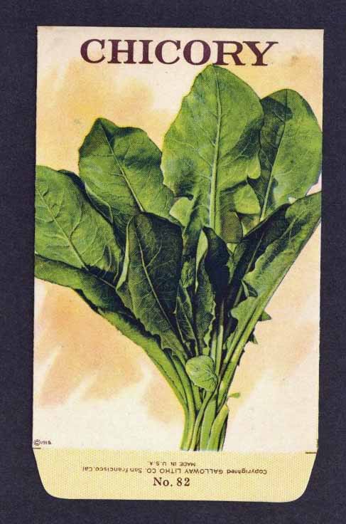 Chicory Antique Stock Seed Packet