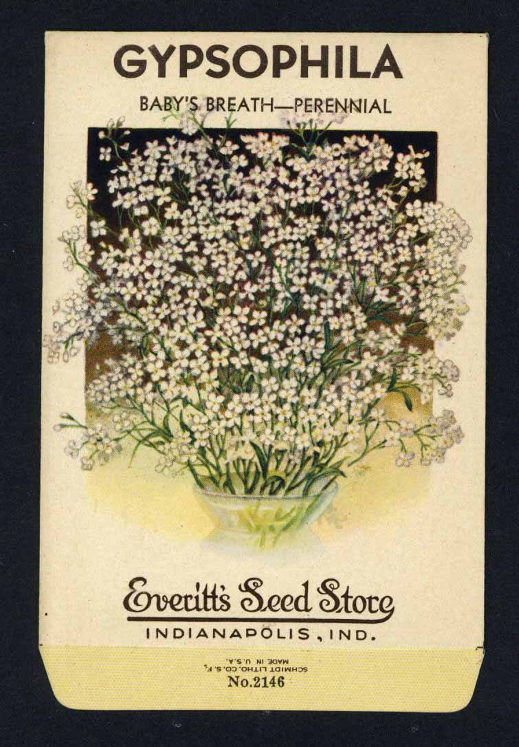 Gypsophila Vintage Everitt's Seed Packet, Baby's Breath