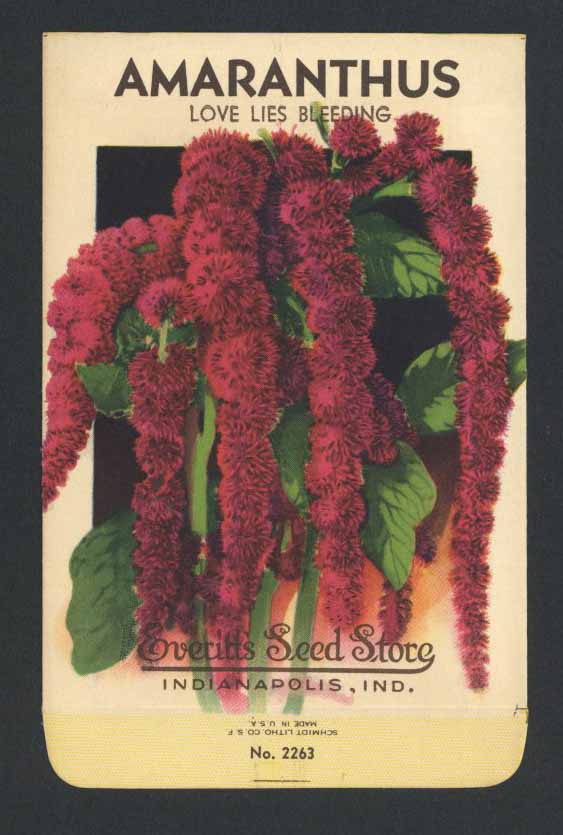 Amaranthus Vintage Everitt's Seed Packet, Love Lies Bleeding