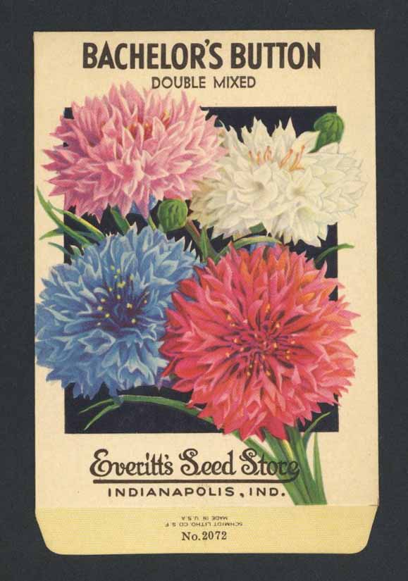 Bachelor's Button Vintage Everitt's Seed Packet, Double Mixed