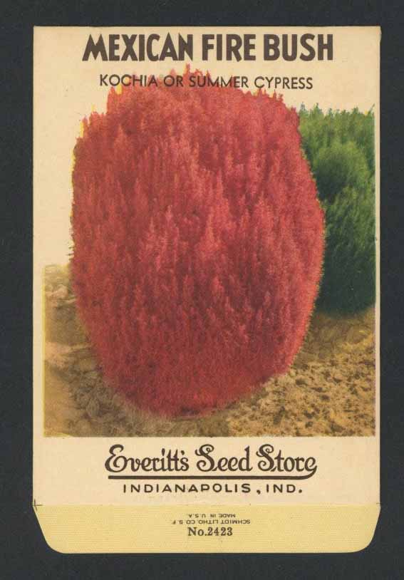 Mexican Fire Bush Vintage Everitt's Seed Packet